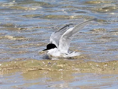 Damara Tern
