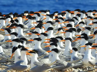 Lesser Crested Tern