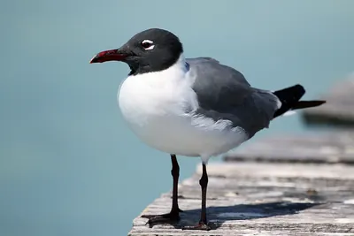 Laughing Gull