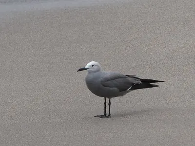 Grey Gull