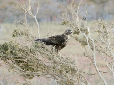 Sokotrabussard