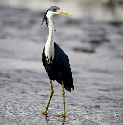 Pied Heron