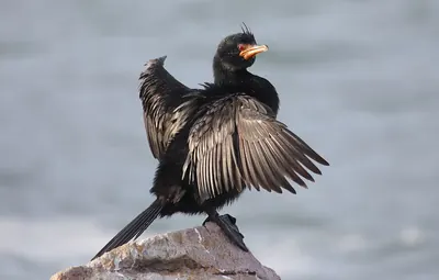 Cormoran couronné