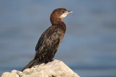 Pygmy Cormorant