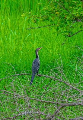 Long-tailed Cormorant