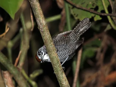 Riverside Wren