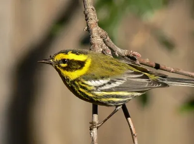 Townsend's Warbler