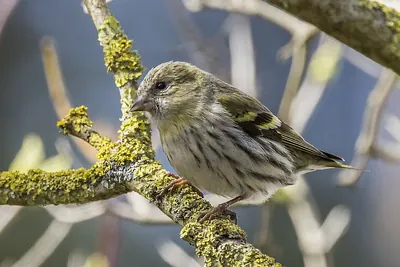 Eurasian Siskin