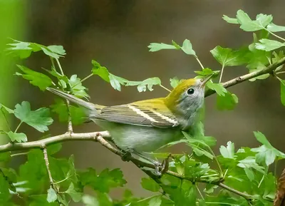 Chestnut-sided Warbler