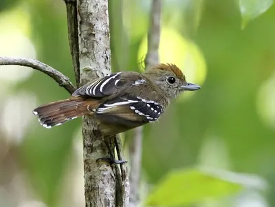 Sooretama Slaty-antshrike