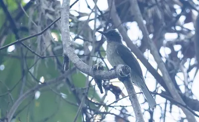 Mindoro Bulbul