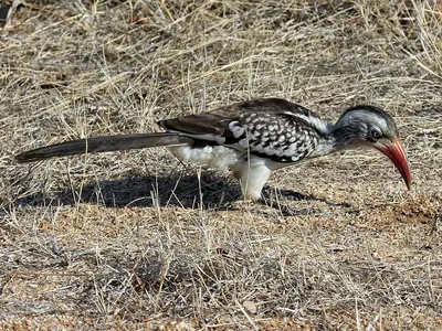 Southern Red-billed Hornbill