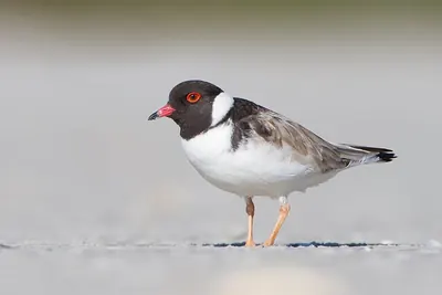 Hooded Dotterel