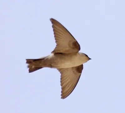 Pale Crag Martin