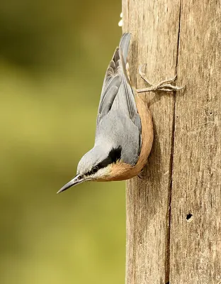 Chestnut-bellied Nuthatch