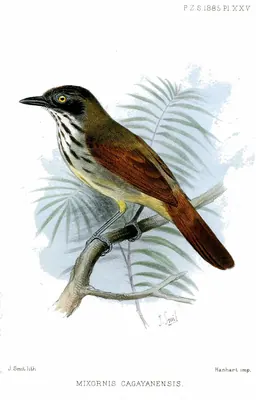 Bold-striped Tit-Babbler