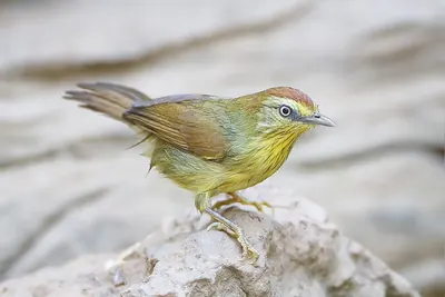 Striped Tit Babbler
