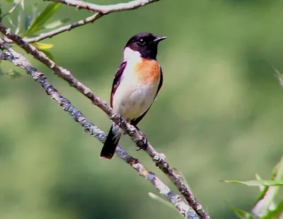 Stejneger's Stonechat
