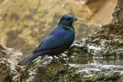 Black-bellied Starling