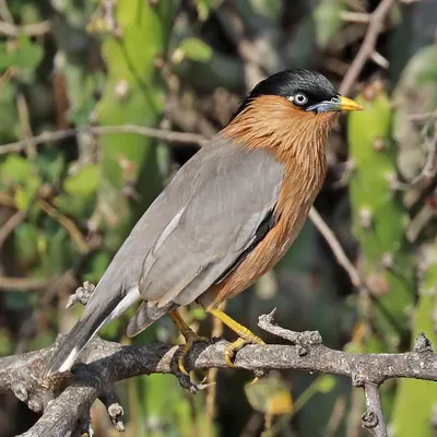 Brahminy Starling