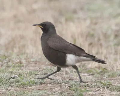 Pied Starling