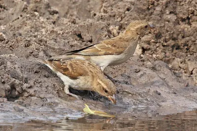 Sahel Bush Sparrow