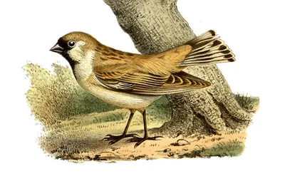 Pere David's Snowfinch