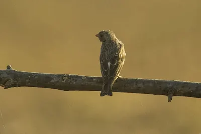 White-rumped Seedeater