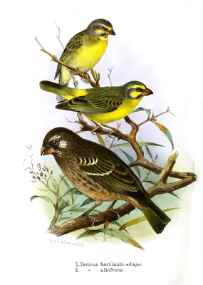 Thick-billed Seedeater
