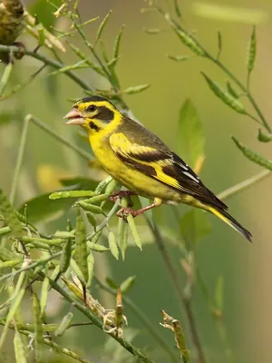 Yellow-breasted Greenfinch