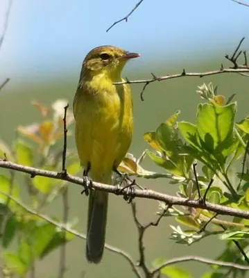 African Yellow Warbler