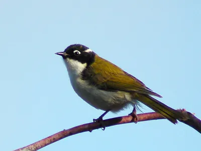Gilbert's Honeyeater