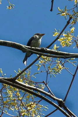 Tumbes Pewee