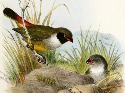Angolan Waxbill