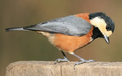Poecile varius