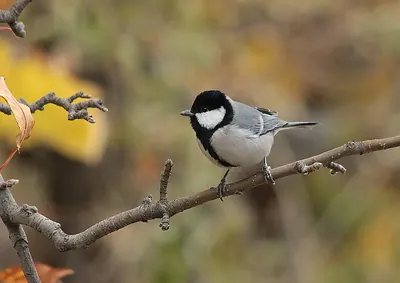 Cinereous Tit