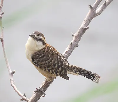 Sclaterzaunkönig