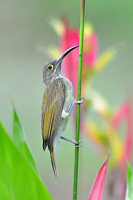 Pale Spiderhunter