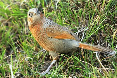 Streaked Laughingthrush