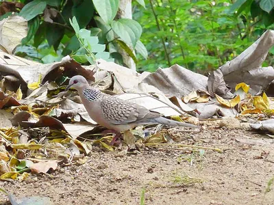 Eastern Spotted Dove