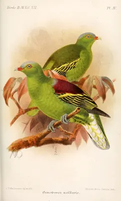 Philippine Green-pigeon