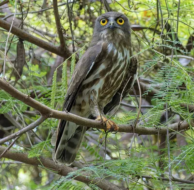 Northern Boobok