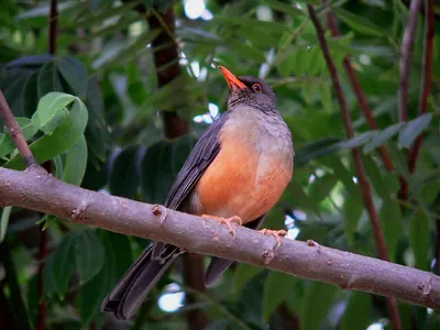 Abyssinian Thrush