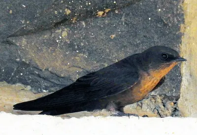 Dusky Crag Martin
