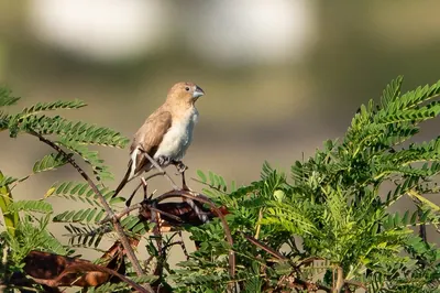 African Silverbill