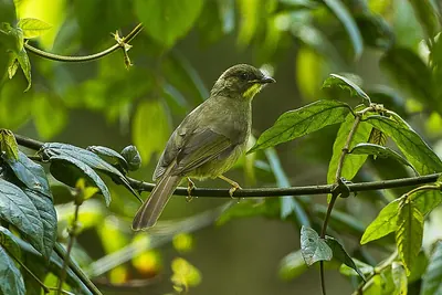 Yellow-whiskered Greenbul