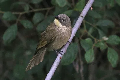 Yellow-throated Leaflove