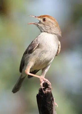 Piping Cisticola