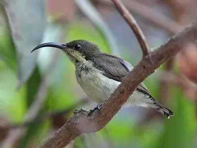 Loten's Sunbird