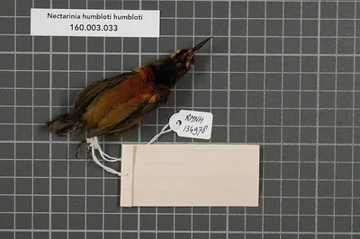 Humblot's Sunbird